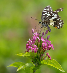 Closeup butterfly on flower