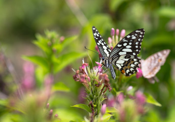 Closeup butterfly on flower