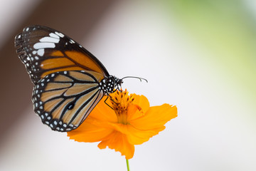 Closeup butterfly on flower