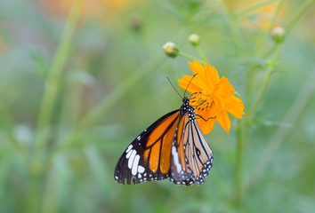 Closeup butterfly on flower