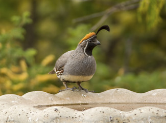 Gambel's Quail