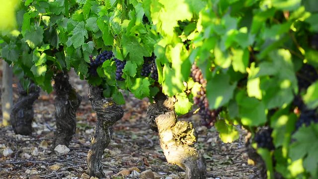 Red grappe in vineyards of Beaujolais