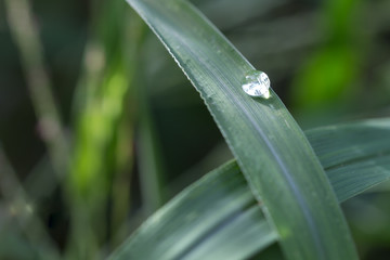water drops on the green grass