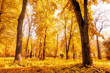 Obraz premium Sun shines through the tree leaves in autumn