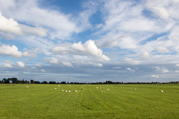 Typical Dutch green landscape with cloudy sky