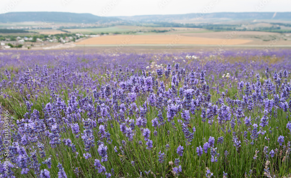 Wall mural crimean lavender flowers on field background, local focus, shallow DOF - Wall murals