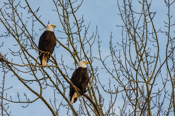 Pair of bald eagles looking out over the ocean