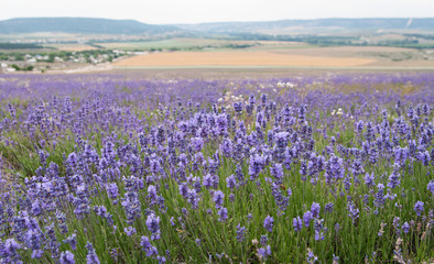 Obraz na płótnie Canvas crimean lavender flowers on field background, local focus, shallow DOF