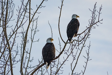 Pair of bald eagles looking out over the ocean