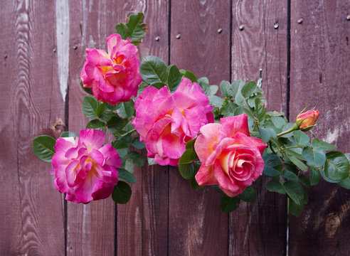 flowers of pink rose on wooden background