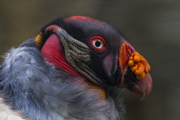 Königsgeier im Profil