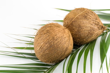 Whole coconuts on coconut leaves on white