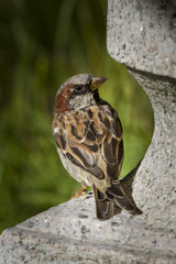 junger Spatz auf Mauer