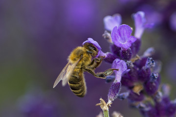 Fototapeta premium Biene im Lavendelfeld