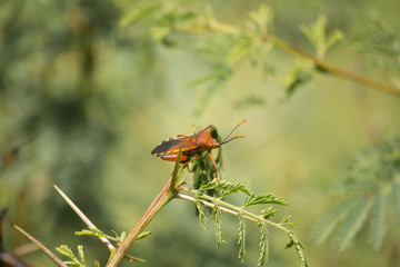 El insecto de color anaranjado está en lo alto de la rama.