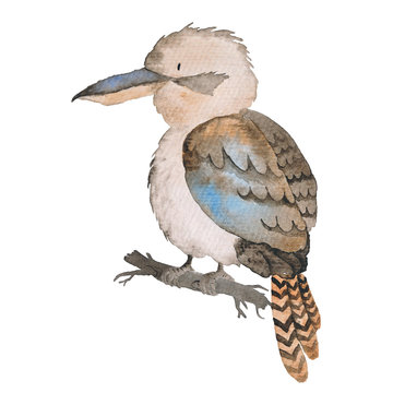 Kookaburra Bird Australian Birds Watercolor Illustration Painting Hand-drawn Isolated