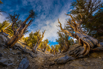 Ancient Bristle Cone Pine Great Basin oldest trees on earth © Krzysztof Wiktor
