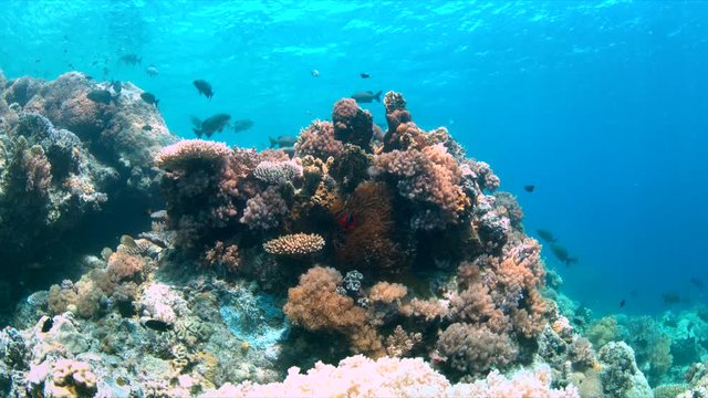 Coral reef in Philippines with plenty fish. Healthy, colorful corals and great visibility. Apo Reef is between Mindoro and Busuanga. 4k footage