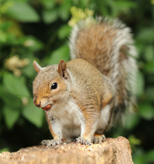Close up of a Grey Squirrel eating nuts in the warm autumn sun
