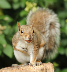 Close up of a Grey Squirrel eating nuts in the warm autumn sun