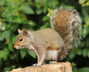 Close up of a Grey Squirrel eating nuts in the warm autumn sun