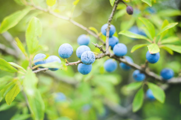 Sloe berries, growing on a bush