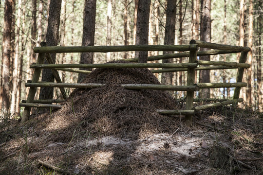 Dębki 2015 -  mrowisko w lesie 