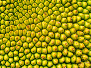 Closeup macro of jackfruit peel texture a small button consecutive yellowish green of young jackfruit, Tropical fruit.