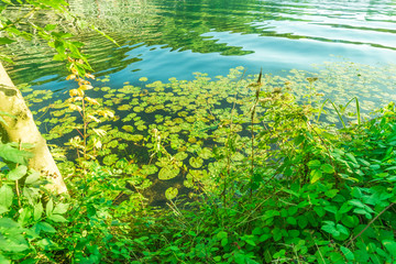 See im Sommer voller Blätter