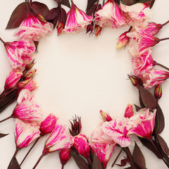 Top view of beautiful pink flowers on white background