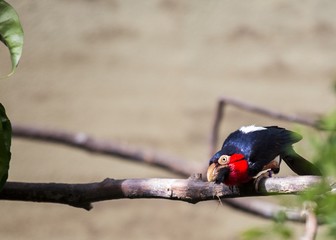 Bearded Barbet (Lybius dubius)