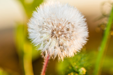 Fototapeta premium Одуванчик в поле.
