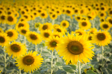 Full bloom Sunflower field, natural landscape background
