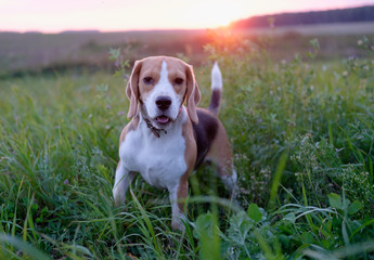 Собака породы бигль на прогулке летним вечером в поле в лучах закатного солнца