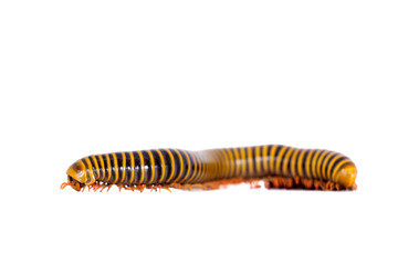 Millipede on white
