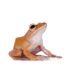 The golden tree frog on white