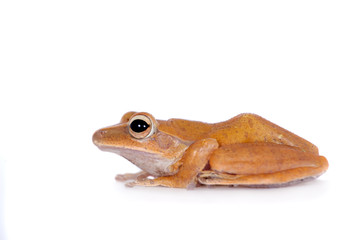 The golden tree frog on white