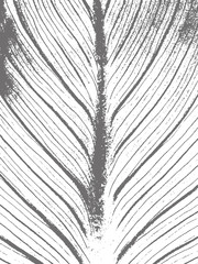 Obraz premium Grunge white and black background, texture.