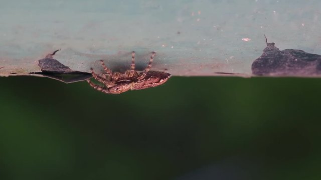 Spider moving away