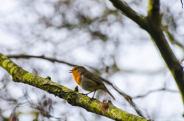 Robin