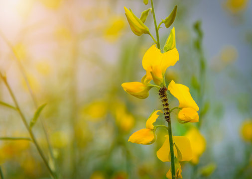 Caterpillar on yellow flower with blurred nature background.