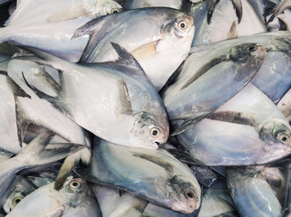 Fresh fish display in the market, Bangkok, Thailand