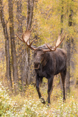 Bull Moose in Autumn