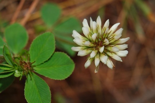 Flor silvestre 