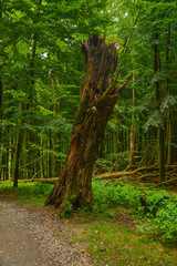 Buchenurwald Rügen