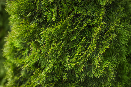 Natural green coniferous background, bright plant texture. Thuja.
