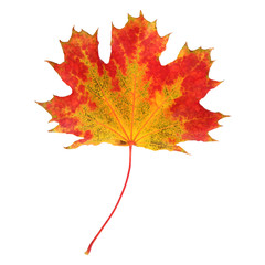 Feuilles mortes d'érable