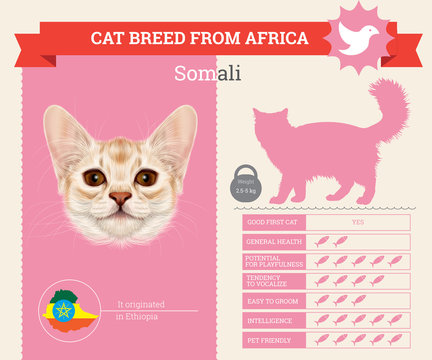 Somali Cat breed vector infographics