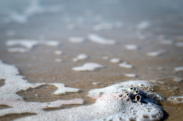 Wet seashell on the beach.  