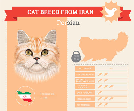 Persian Cat breed vector infographics
